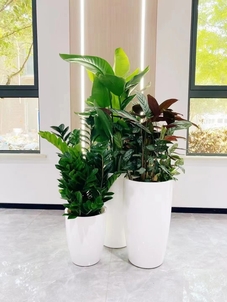 慈溪植物租摆价格